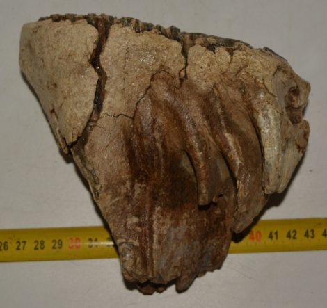Mammuthus primigenius fog (1311 gramm) Gyapjas mamut