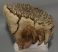 Mammuthus primigenius fog (1311 gramm) Gyapjas mamut