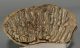 Mammuthus primigenius fog (1311 gramm) Gyapjas mamut