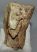 Mammuthus primigenius fog (1311 gramm) Gyapjas mamut