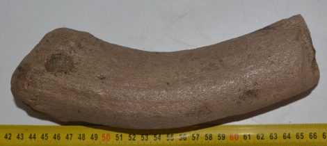 Alces latifrons részleges agancs (227 mm)