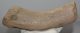 Alces latifrons részleges agancs (227 mm)