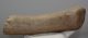 Alces latifrons részleges agancs (227 mm)
