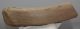 Alces latifrons részleges agancs (227 mm)