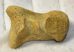  Ursus spelaeus hand bone (44,5 x 30,5 x 27 mm)