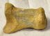  Ursus spelaeus hand bone (44,5 x 30,5 x 27 mm)