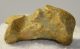  Ursus spelaeus hand bone (44,5 x 30,5 x 27 mm)