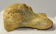  Ursus spelaeus hand bone (44,5 x 30,5 x 27 mm)