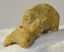  Ursus spelaeus hand bone (44,5 x 30,5 x 27 mm)