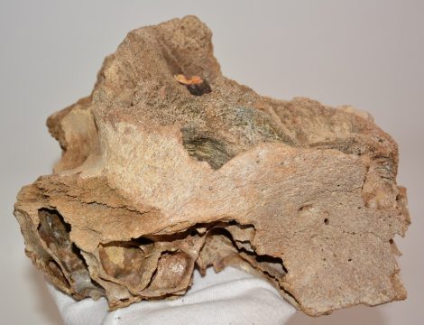 Mammuthus sp. részleges koponya csont (273 mm) ELFOGYOTT (LL B) 08