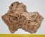 Mammuthus sp. részleges koponya csont (273 mm)