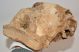 Mammuthus sp. részleges koponya csont (273 mm)