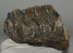 Mammuthus meridionalis részleges fog (843 gramm)