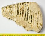   Mammuthus primigenius tooth (3780 grams) Woolly mammoth molar