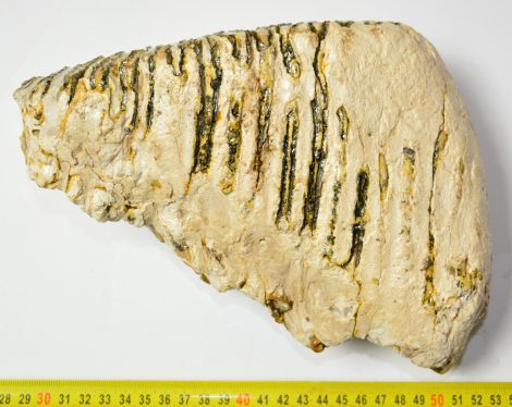 Mammuthus primigenius tooth (3780 grams) Woolly mammoth molar