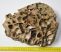 Mammuthus sp. partial skull bone (226 mm)