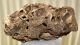 Mammuthus sp. részleges koponya csont (226 mm)