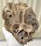 Mammuthus sp. részleges koponya csont (226 mm)