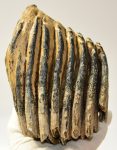 Mammuthus primigenius partial tooth (2115 grams)
