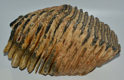 Elephas antiquus upper tooth (5,55 Kg) Palaeoloxodon antiquus