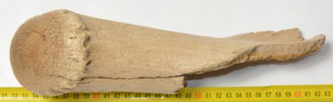 Megaloceros giganteus partial antler (305 mm) SOLD (R) 06
