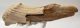 Megaloceros giganteus partial antler (305 mm) SOLD (R) 06