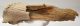 Megaloceros giganteus partial antler (305 mm) SOLD (R) 06