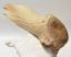 Megaloceros giganteus partial antler (305 mm) SOLD (R) 06