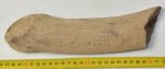 Megaloceros giganteus partial antler (251 mm)