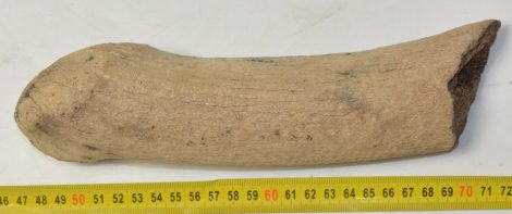 Megaloceros giganteus partial antler (251 mm)