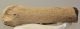 Megaloceros giganteus partial antler (251 mm)