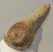 Megaloceros giganteus partial antler (251 mm)