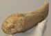 Megaloceros giganteus partial antler (251 mm)