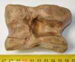 Bison priscus részleges astragalus csont