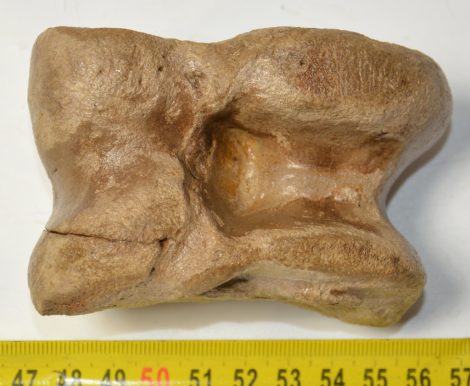 Bison priscus részleges astragalus csont