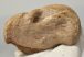 Bison priscus részleges astragalus csont