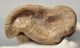 Bison priscus részleges astragalus csont