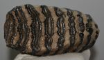 Mammuthus meridionalis fog (1276 gramm)