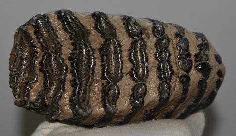 Mammuthus meridionalis fog (1276 gramm)