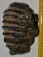 Mammuthus meridionalis fog (1276 gramm)