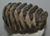 Mammuthus meridionalis fog (1276 gramm)