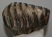 Mammuthus meridionalis fog (1276 gramm)