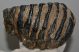 Mammuthus meridionalis fog (1276 gramm)