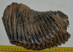 Mammuthus primigenius részleges fog (2420 gramm)