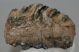 Mammuthus meridionalis részleges fog (812 gramm) ELFOGYOTT (M) 06