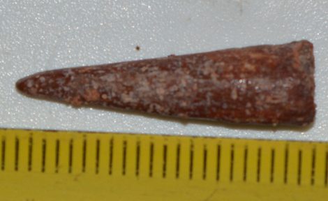 Petrosaurus fog ( Sciroccopteryx moroccensis Petrosaurus fog ( Sciroccopteryx moroccensis