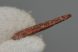 Petrosaurus fog ( Sciroccopteryx moroccensis Petrosaurus fog ( Sciroccopteryx moroccensis