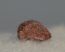 Petrosaurus fog ( Sciroccopteryx moroccensis Petrosaurus fog ( Sciroccopteryx moroccensis