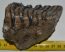 Mammuthus primigenius partial tooth (349 grams)