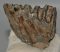 Mammuthus primigenius partial tooth (349 grams)
